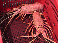 Two rock lobsters in a commercial fishing crate