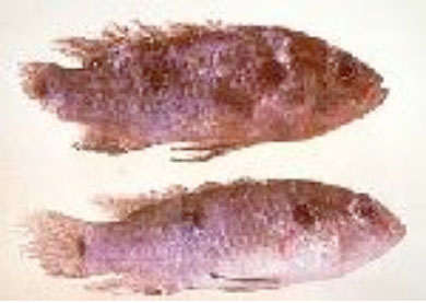 photo of a fish with tail rot skin disease