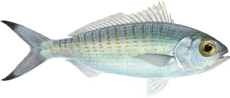 australian herring illustration