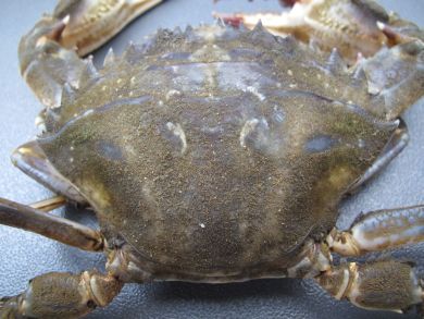 New Asian paddle crab find triggers request to fishers