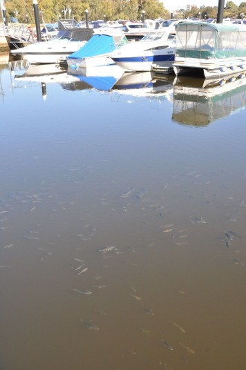 Algal bloom kills 4,000 fish