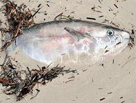 A dead slender sunfish