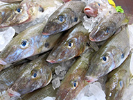 whiting is a popular commercial species caught on the South Coast