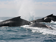 Three humpback whales surfacing