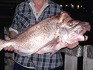 A fisher holding a large pink snapper, which is Australia’s oldest.