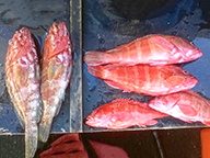 Both species of cod laid side by side to show different colours and body markings