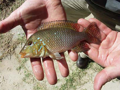 photo of a Pearl cichlid 