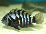photo of a Convict Cichlid