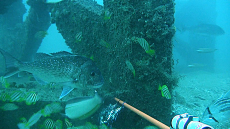 Various fish species including pink snapper and West Australian dhufish swimming around an artificial reef module