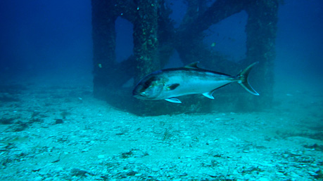 A Samson fish swimming by an artificial reef module