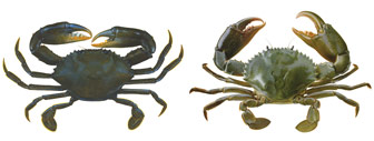 mud crabs, brown crab on left, green crab on right