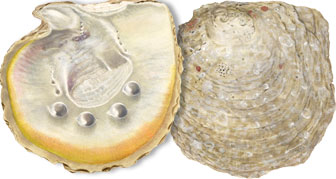 pearl oyster illustration