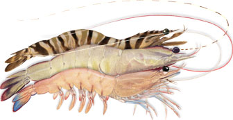illustration of prawns