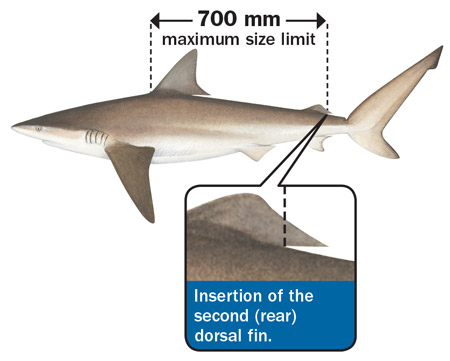 Targeting gummy sharks - Fishing Guide